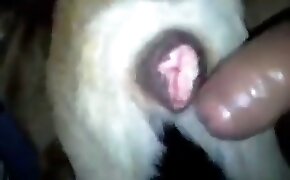 Fodendo madrasta peituda sem capa no sofá - guy fucks animal, zoophilia fuck porn