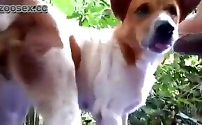 gay bestiality, beastiality videos